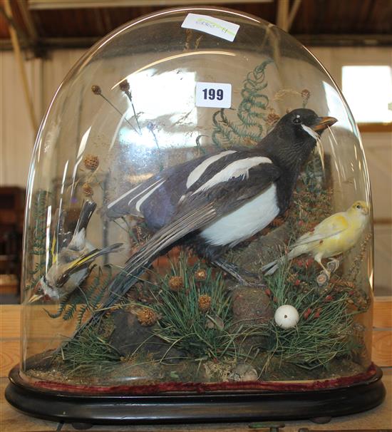 Victorian taxidermy group of birds, glass dome